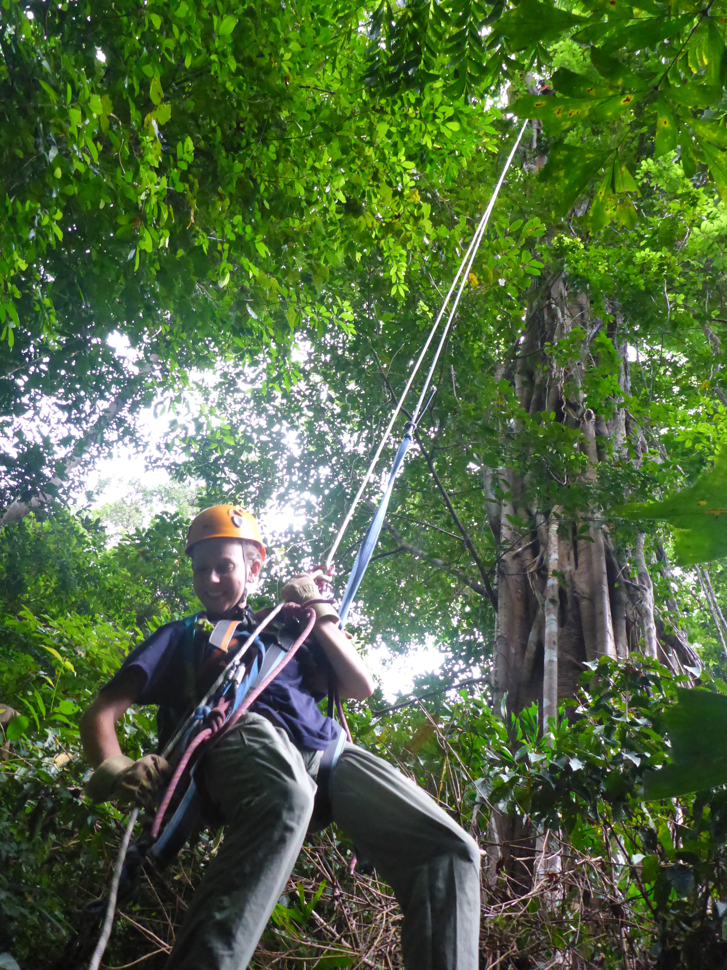 tree climbing