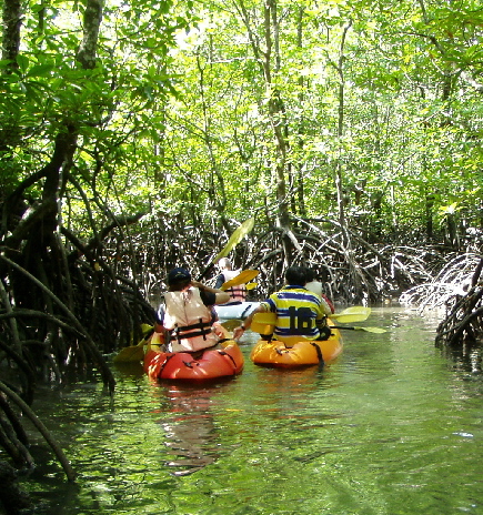 Langkawi, Kilim Geo Park, Mangroves, Kayaking Students.jpg