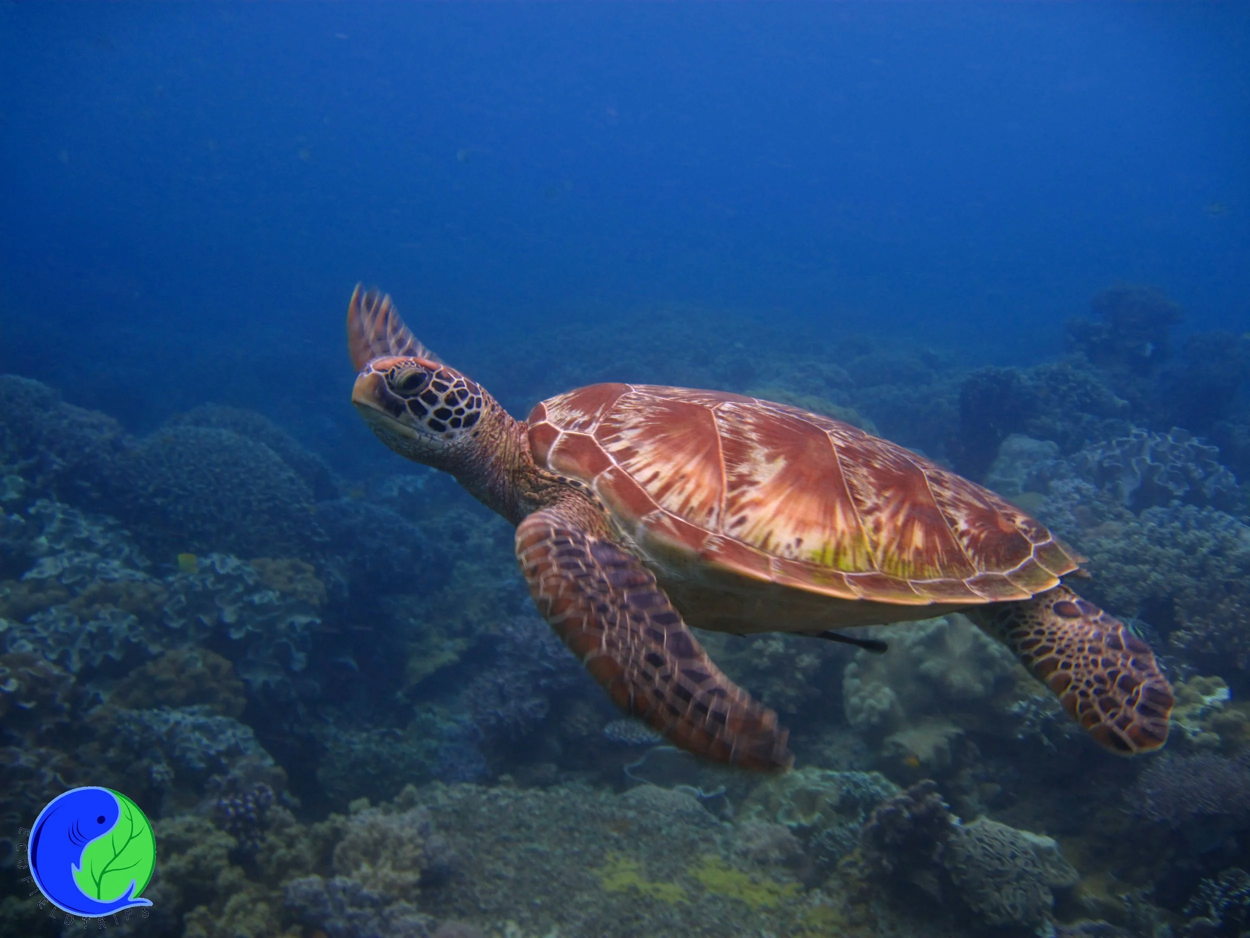 Turtle sightings in Tioman