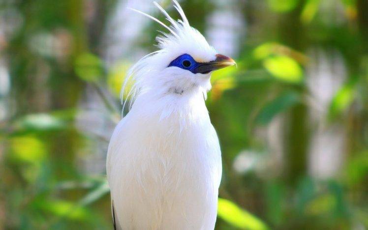 190237-birds-Bali-starling-748x468.jpg