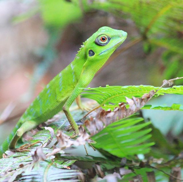 The Green Crested Lizard (Bronchocela cristatella) is an agamid lizard endemic to South East Asia. Reaching sizes up to 57cm with their tails, B. cristatella can be found both in Malaysian rainforests and Singapore's urban centers.

#wildlife #greenc