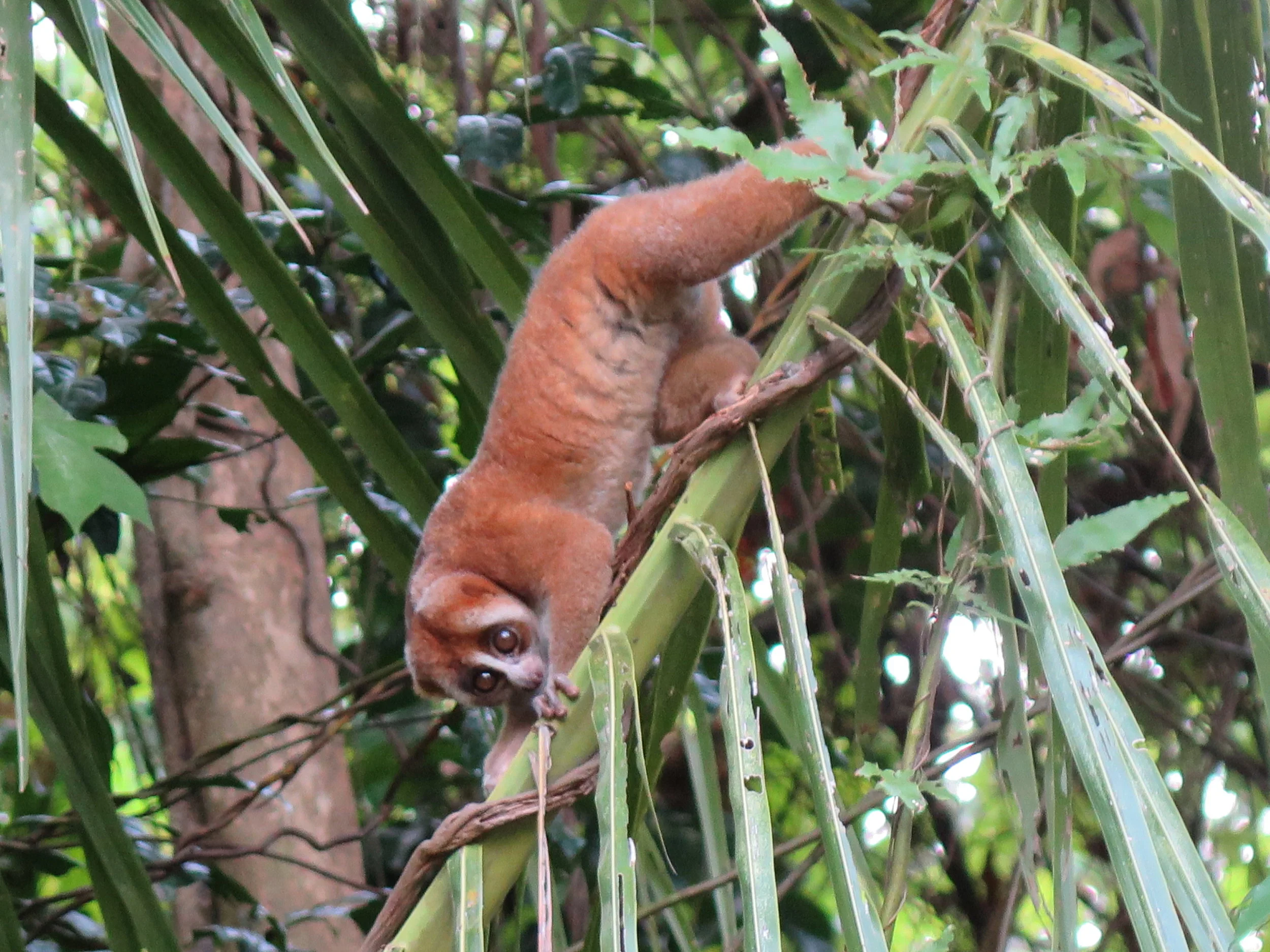 Spotting the Sunda Slow Loris: Anything but Boring!
