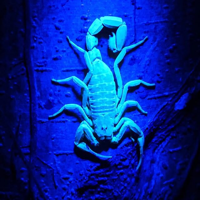 Tioman Island is packed full of interesting wildlife, just like this rock scorpion seen under a UV light. We spotted it along with several others on a night walk just last week. This island is perfect for an adventurous educational school trip. You c
