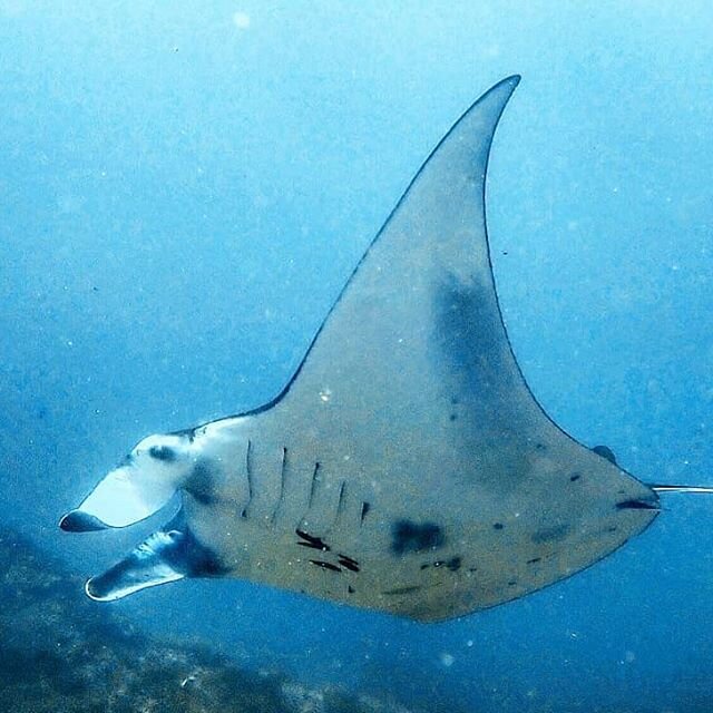 How about snorkelling alongside Manta Rays in the Komodo National Park? With biology and geography trips being run in locations across Indonesia, you are sure to see an amazing variety of marine life with us! We even help thousands of students comple