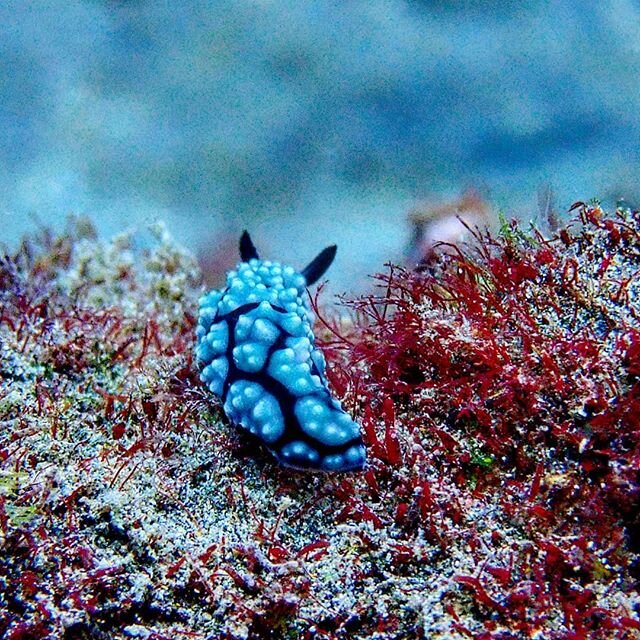 Say hello to the nudibranch! Excuse us for getting a little too excited about them but this guy was found in Bali at our regular snorkel site and it's one of our favourites. Incredible experiences under water in Bali are just a small fraction of what