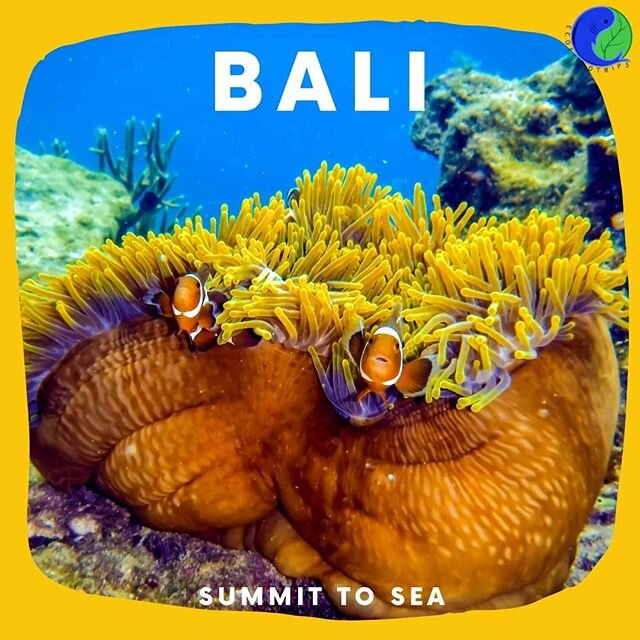 Introducing a week in Bali with EcoFieldTrips! 🇮🇩
.
From smouldering volcanoes to bustling coral reefs, we'll guide you through Indonesia's biodiversity hotspots alongside Bali's cheeky monkeys! .
We are focussed on responsible tourism with ethical