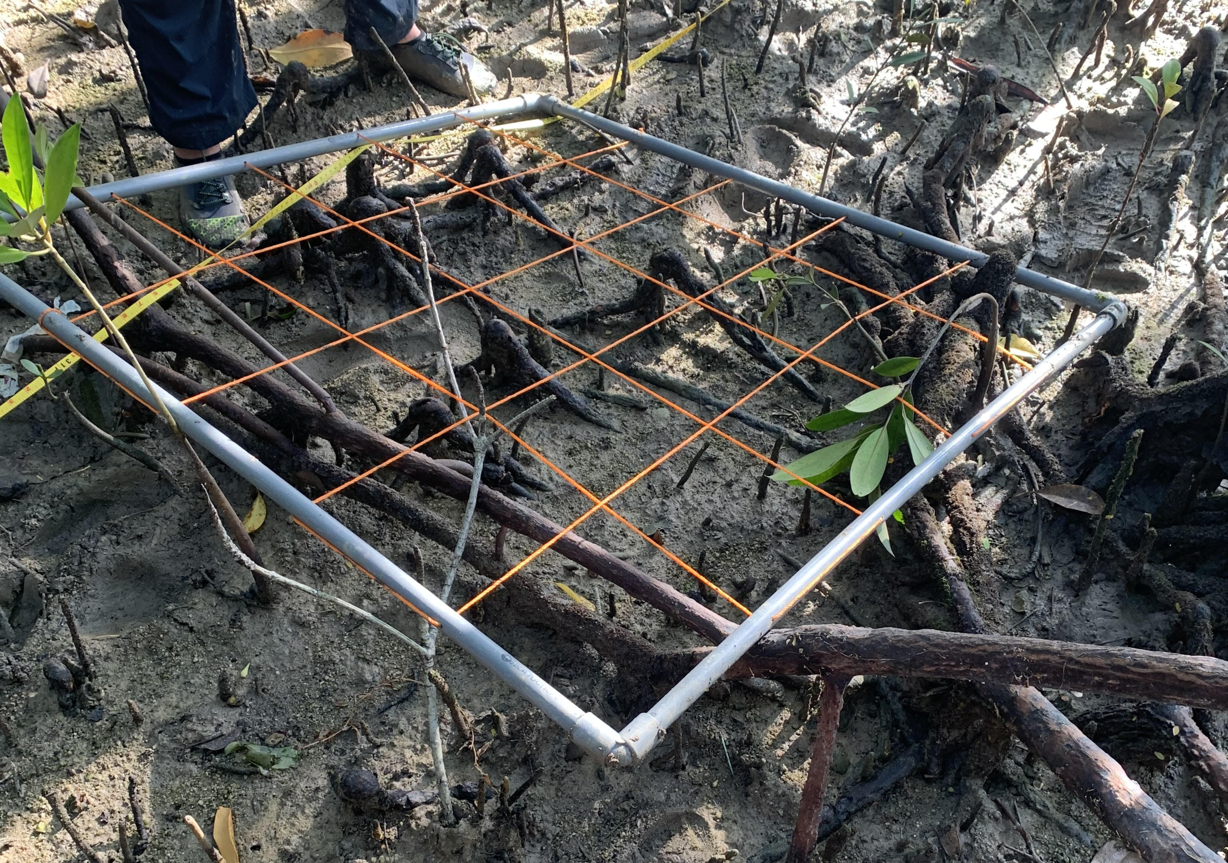 Surveying Singapore’s Ecosystems for IB Internal Assessment Field Project