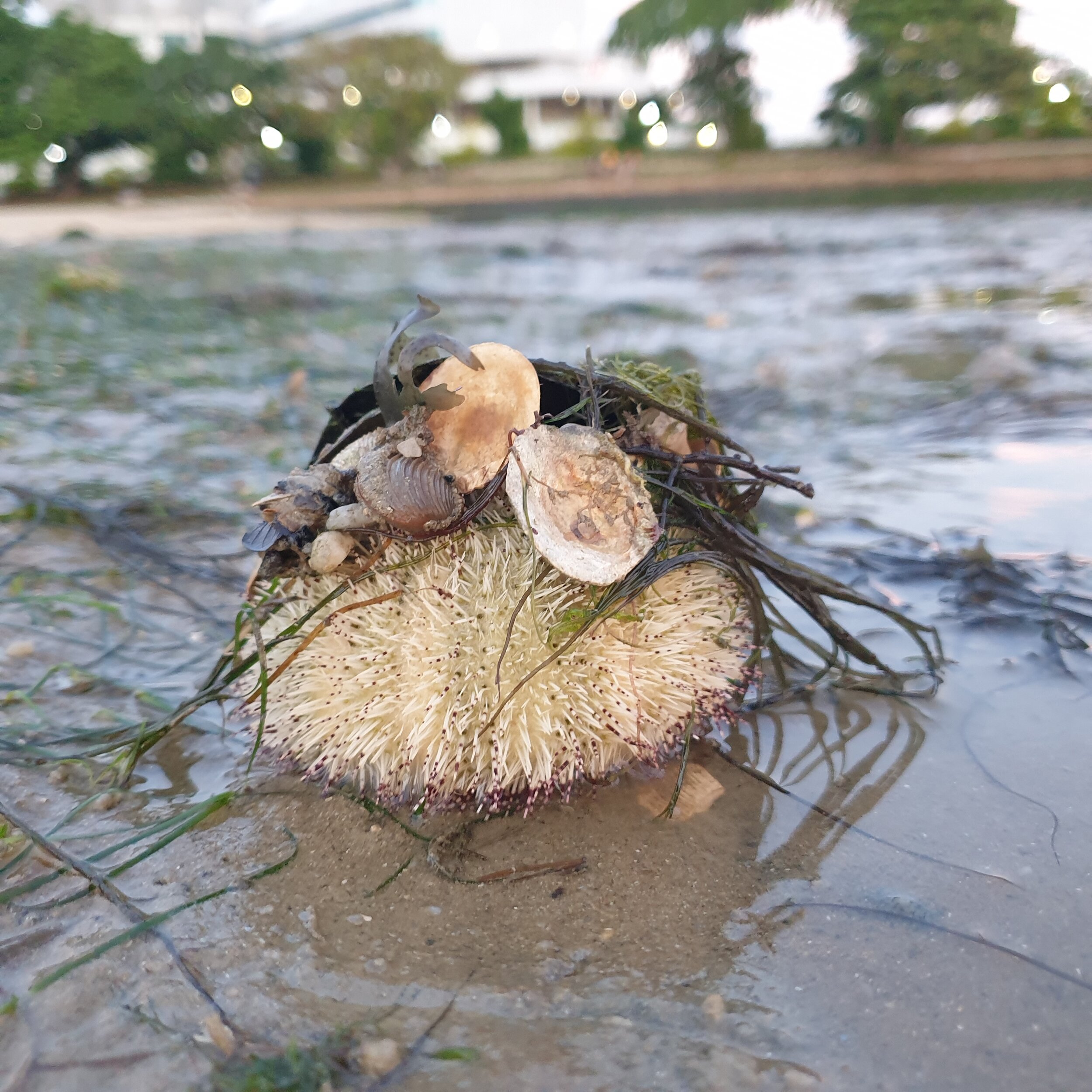 sea urchin with shells ontop.jpg