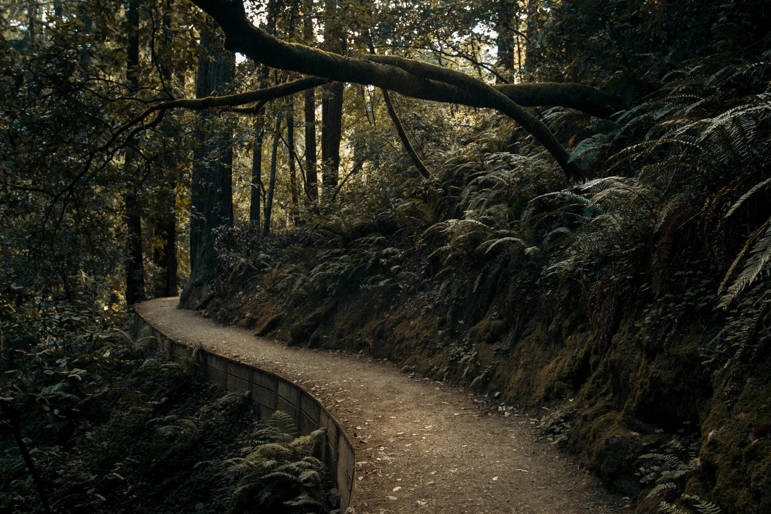 Muir Woods