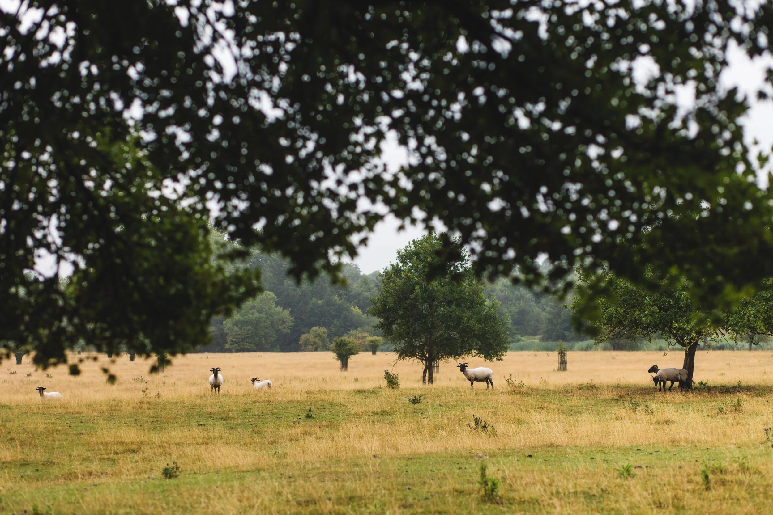053_wimpole-gardens-longstowe-hall-cambridge-wedding-photography_cat-lane-photo.jpg