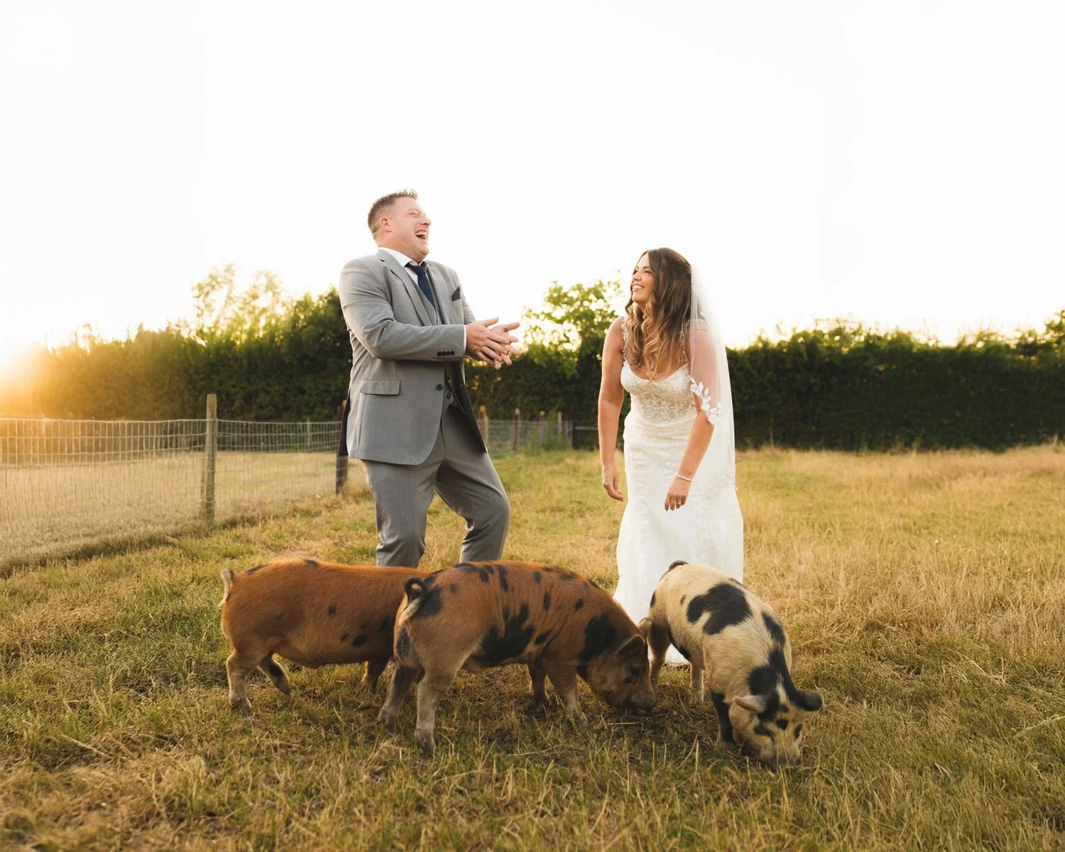 A couple share a giggle as they stand in a field at South Farm, with three spotty pigs at their feet. The sun sets behind them.