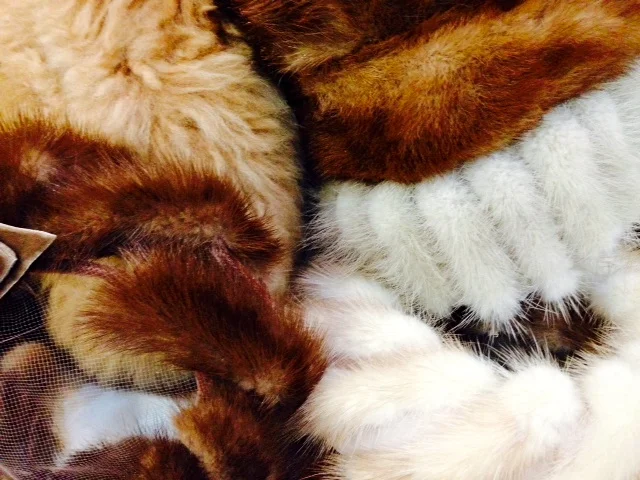 Fur-o -rama