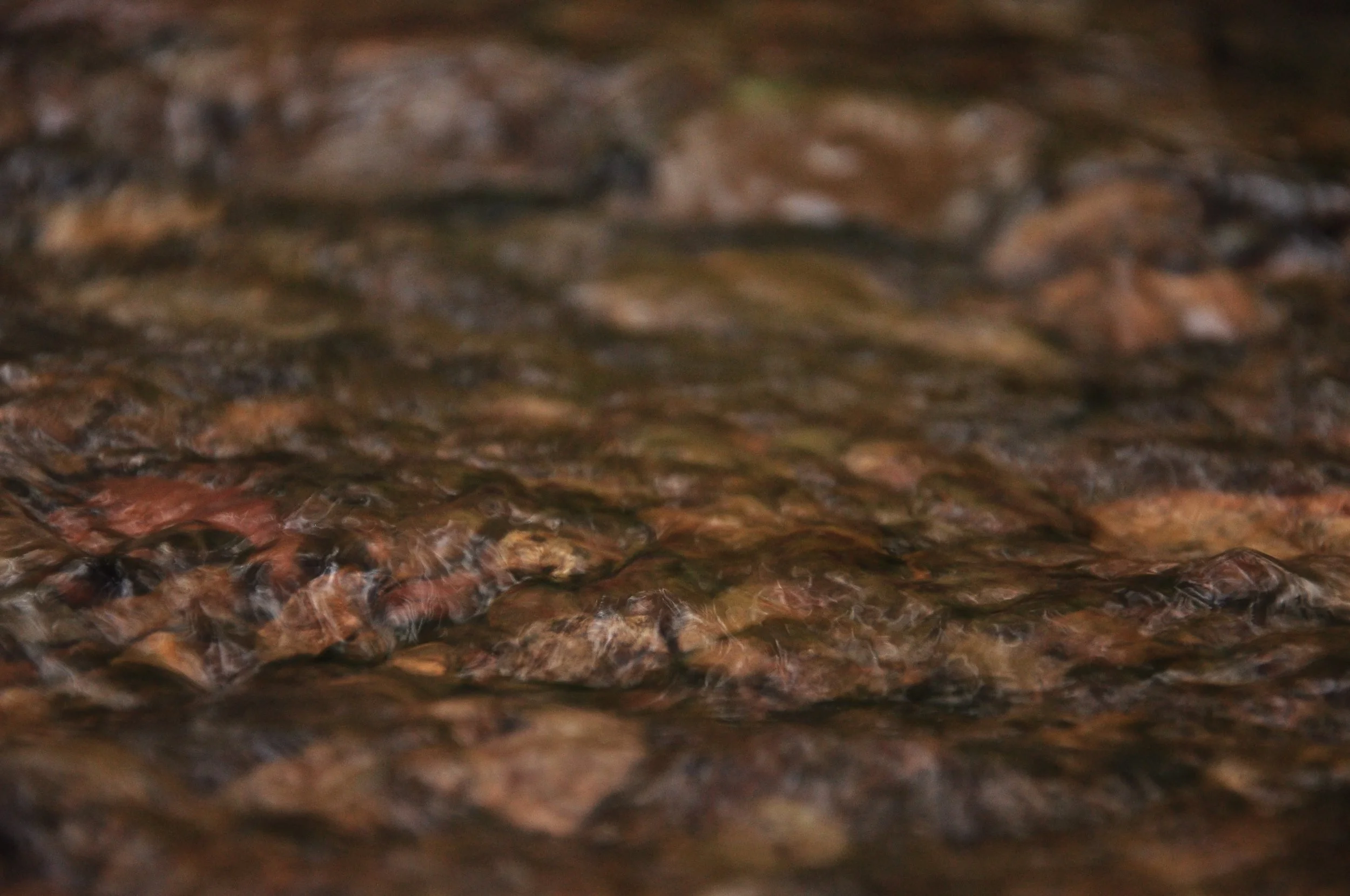 Forest Park Creek.jpg