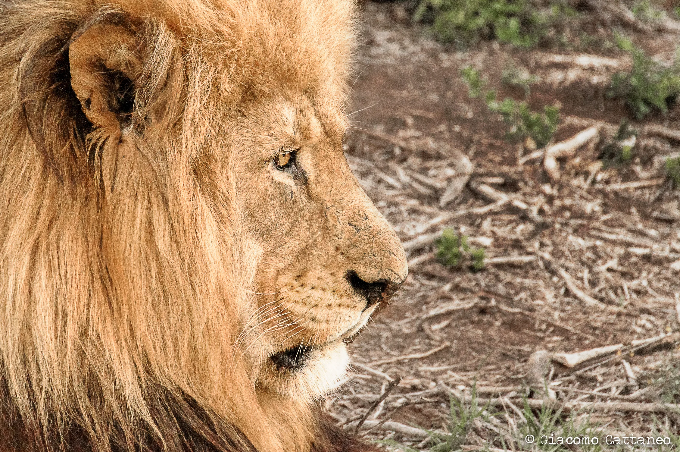 South Africa - "scenery, scenery!" (+ animals!)