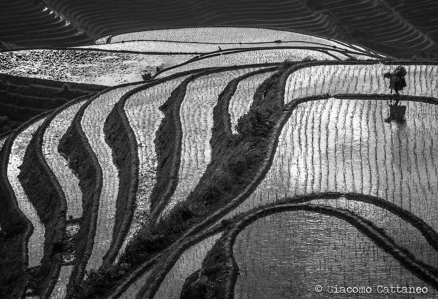 Rice fields