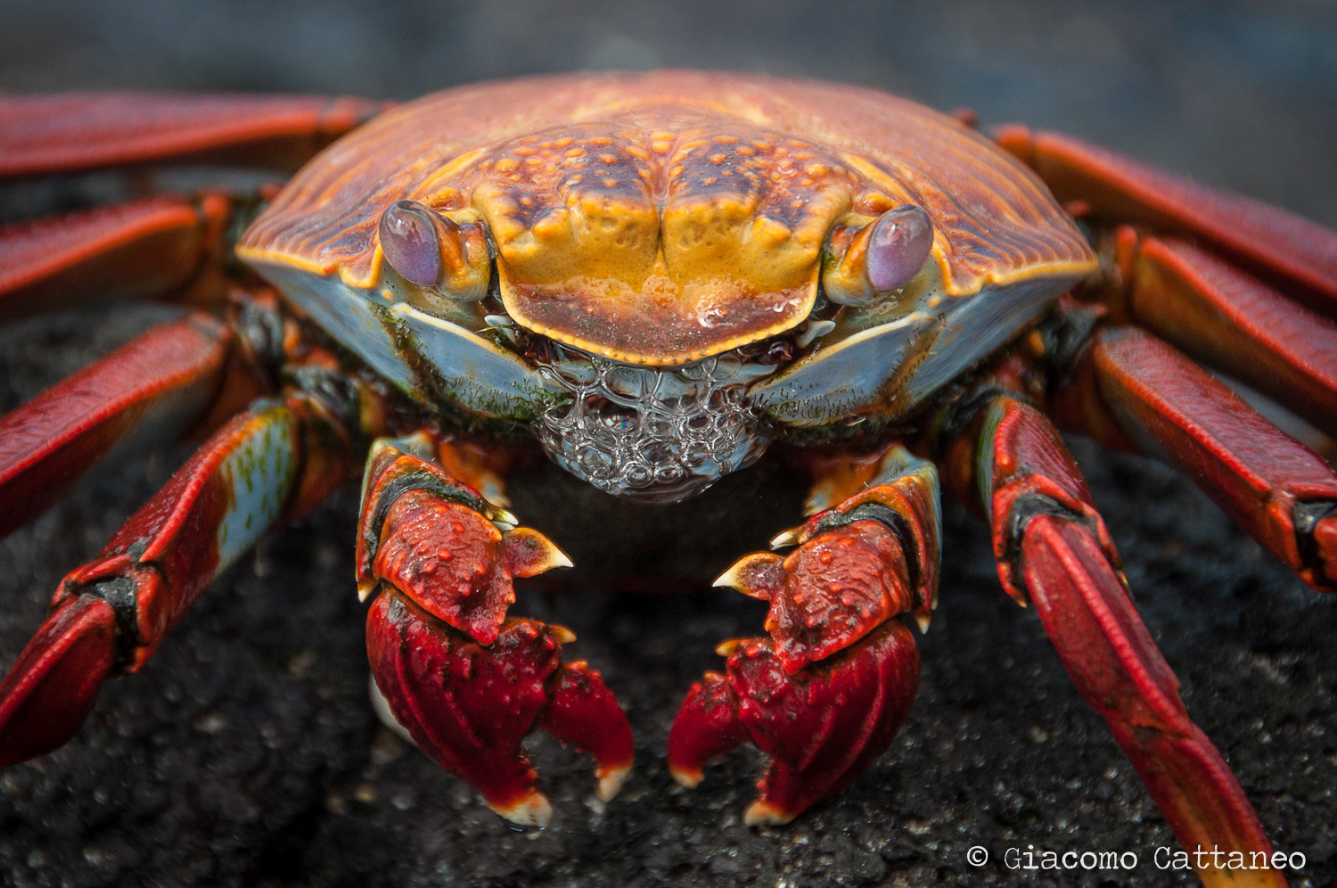 King crab
