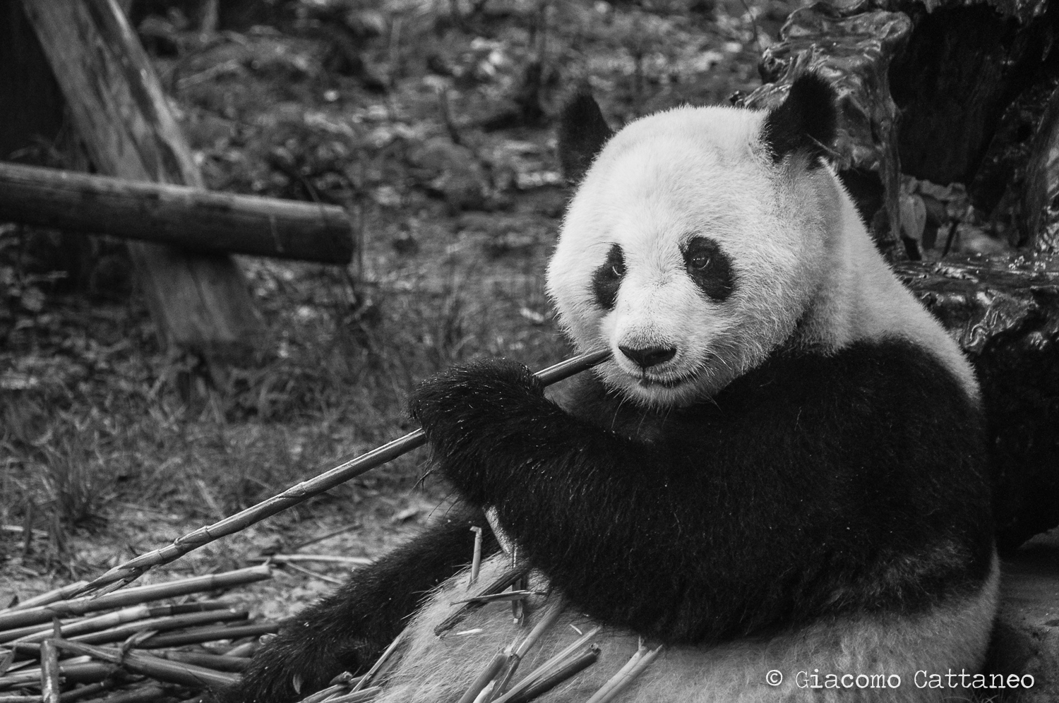 Panda boss