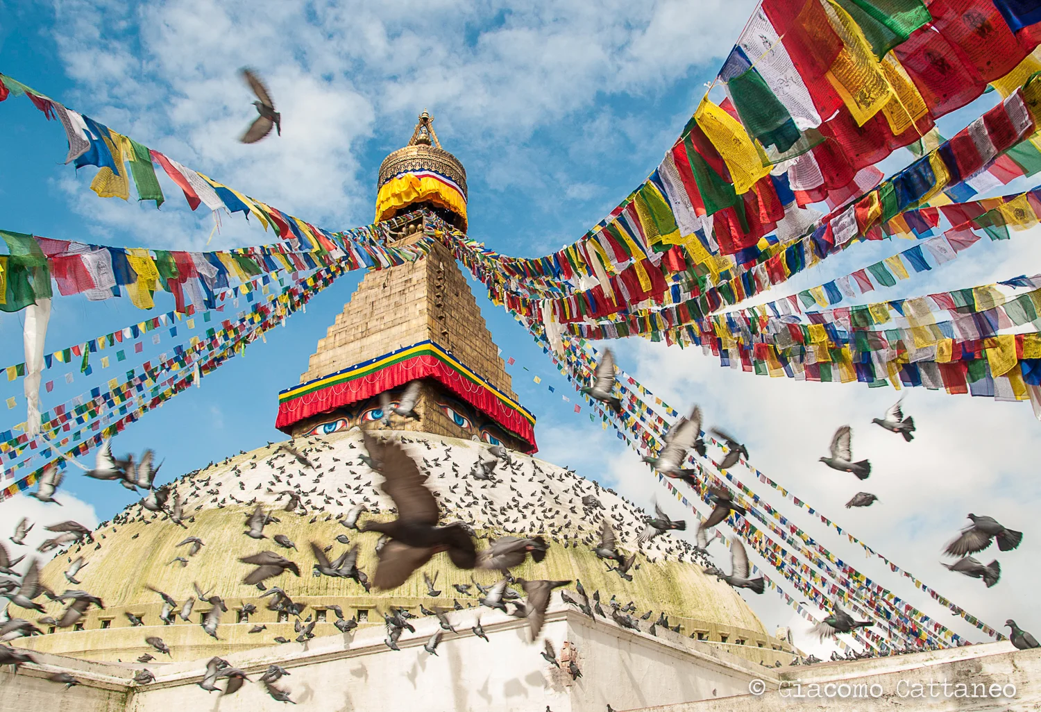 Buddhist pigeons