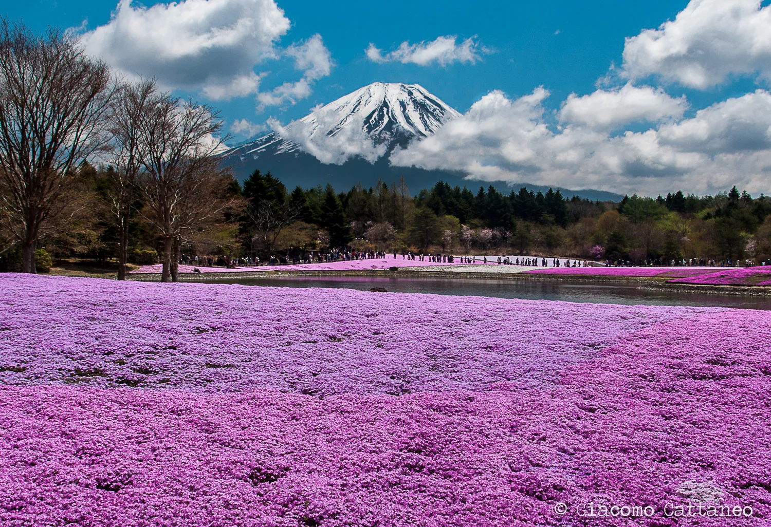 Pink Fuji