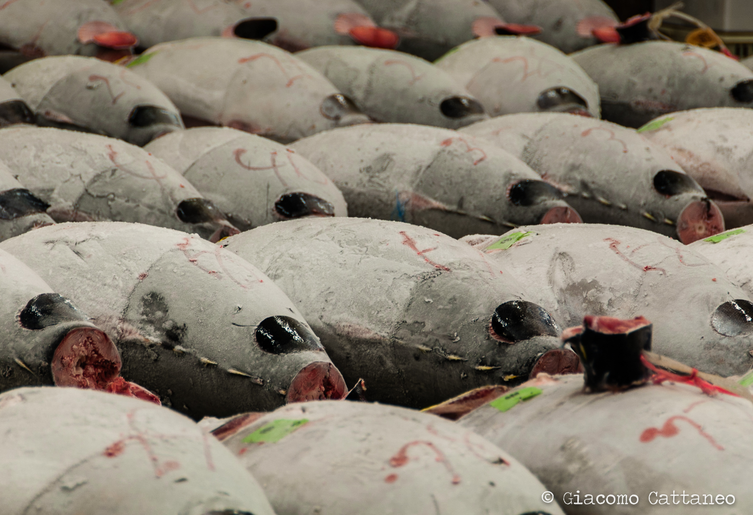 Tuna bombs