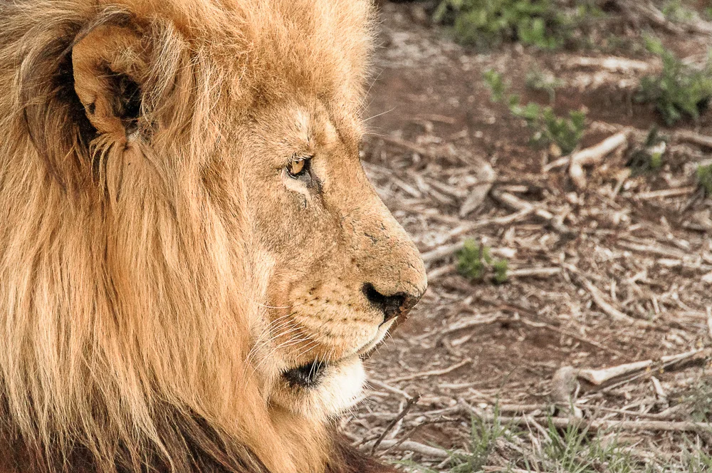 The king