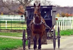 amish-buggy.jpg