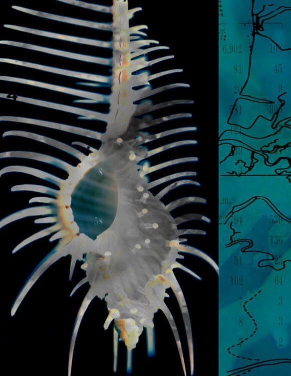 Microscopic Worlds with *Dana Montlack