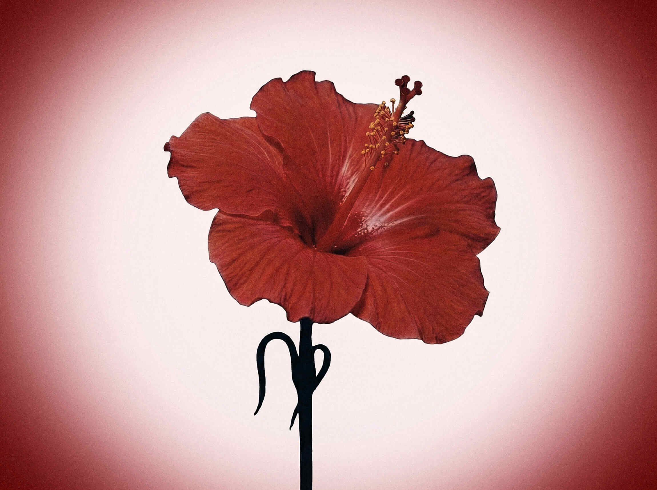 Amouage *Love Hibiscus 