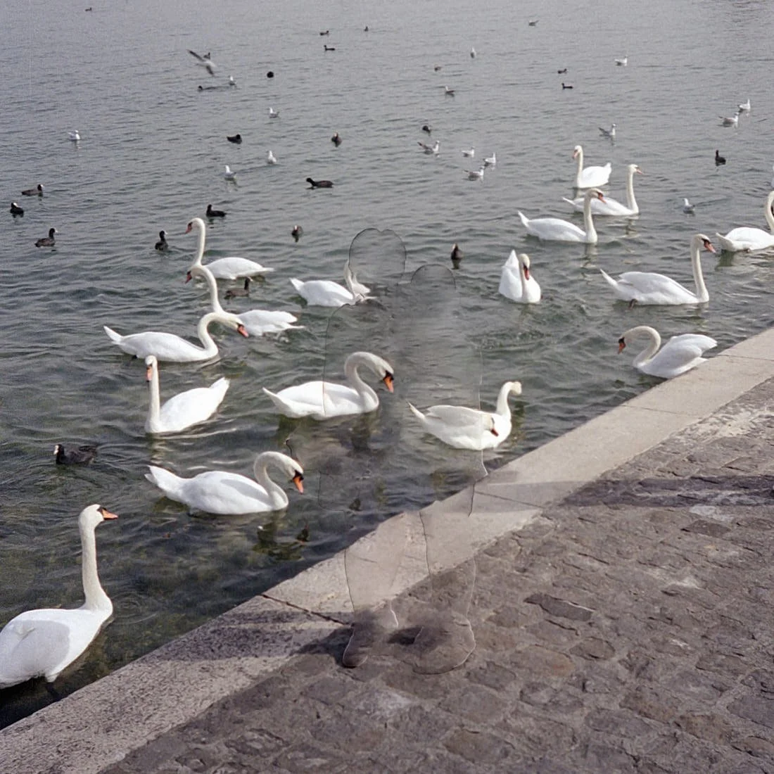 Nhu Xuan Hua, Swan, Archive from the year 2000, 2016-2021 for LE MILE Magazine Galerie Anne-Laure Buffard