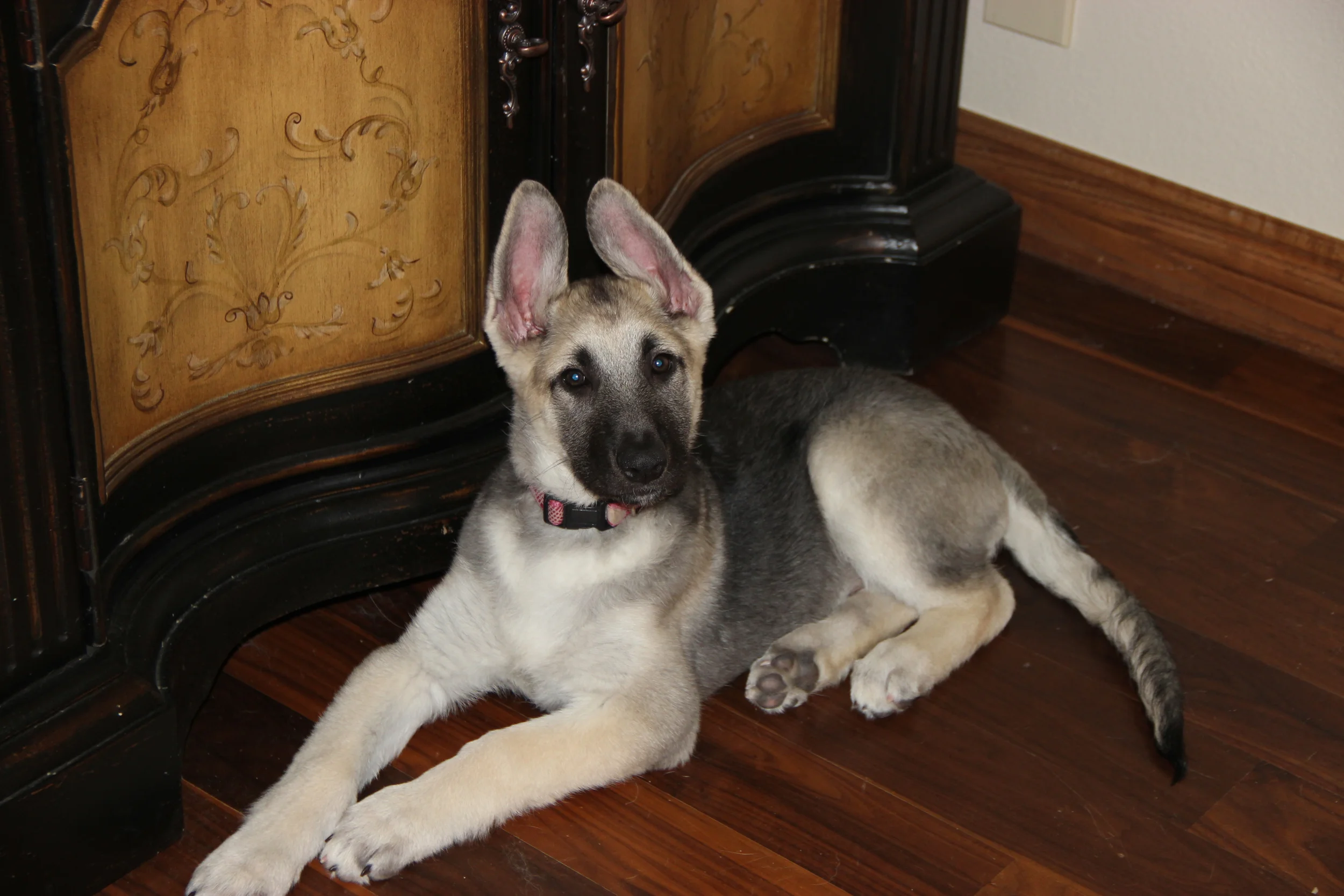 mintern german shepherds