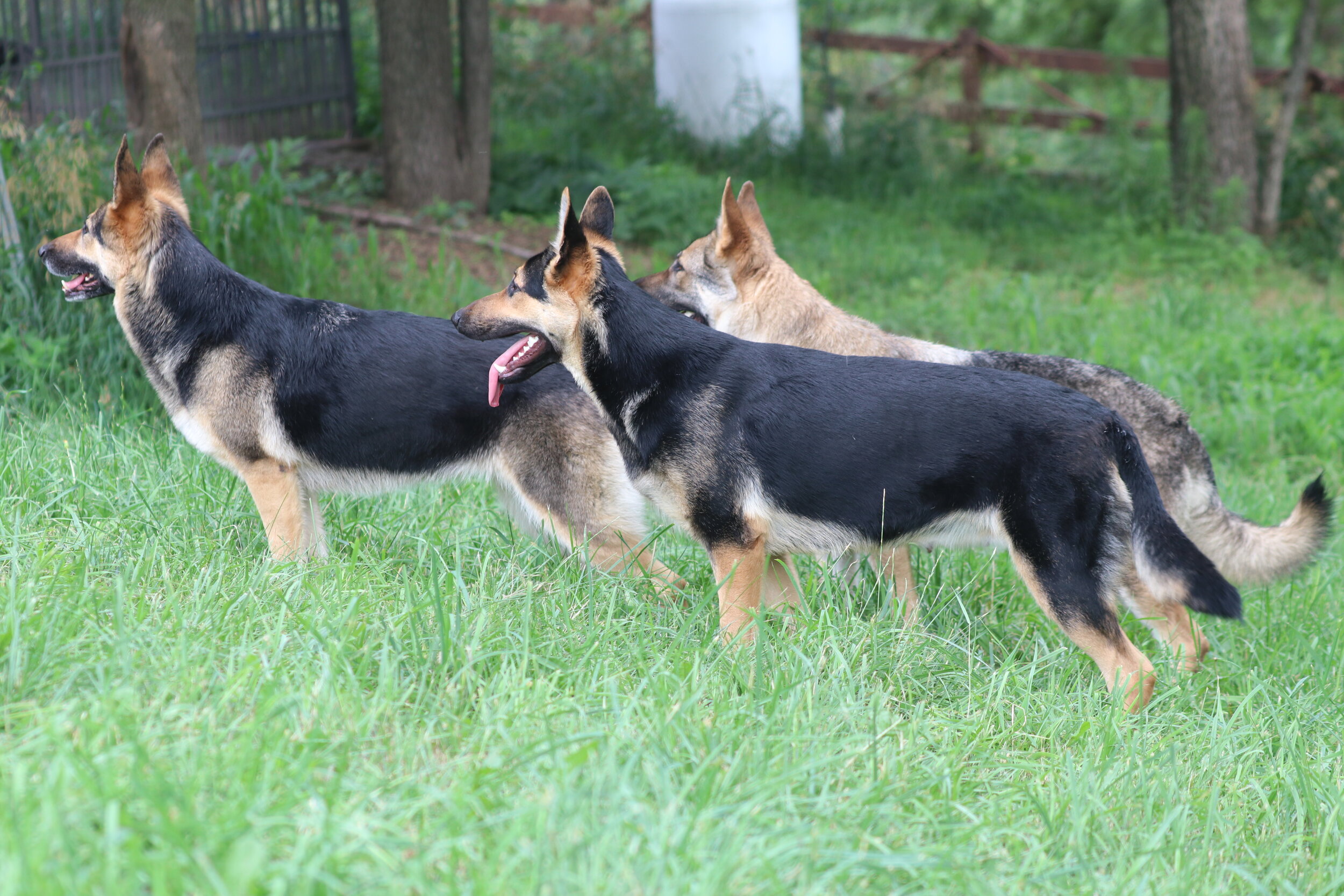 Menards Legendary German Shepherds Large Old Fashioned Straight Back ...