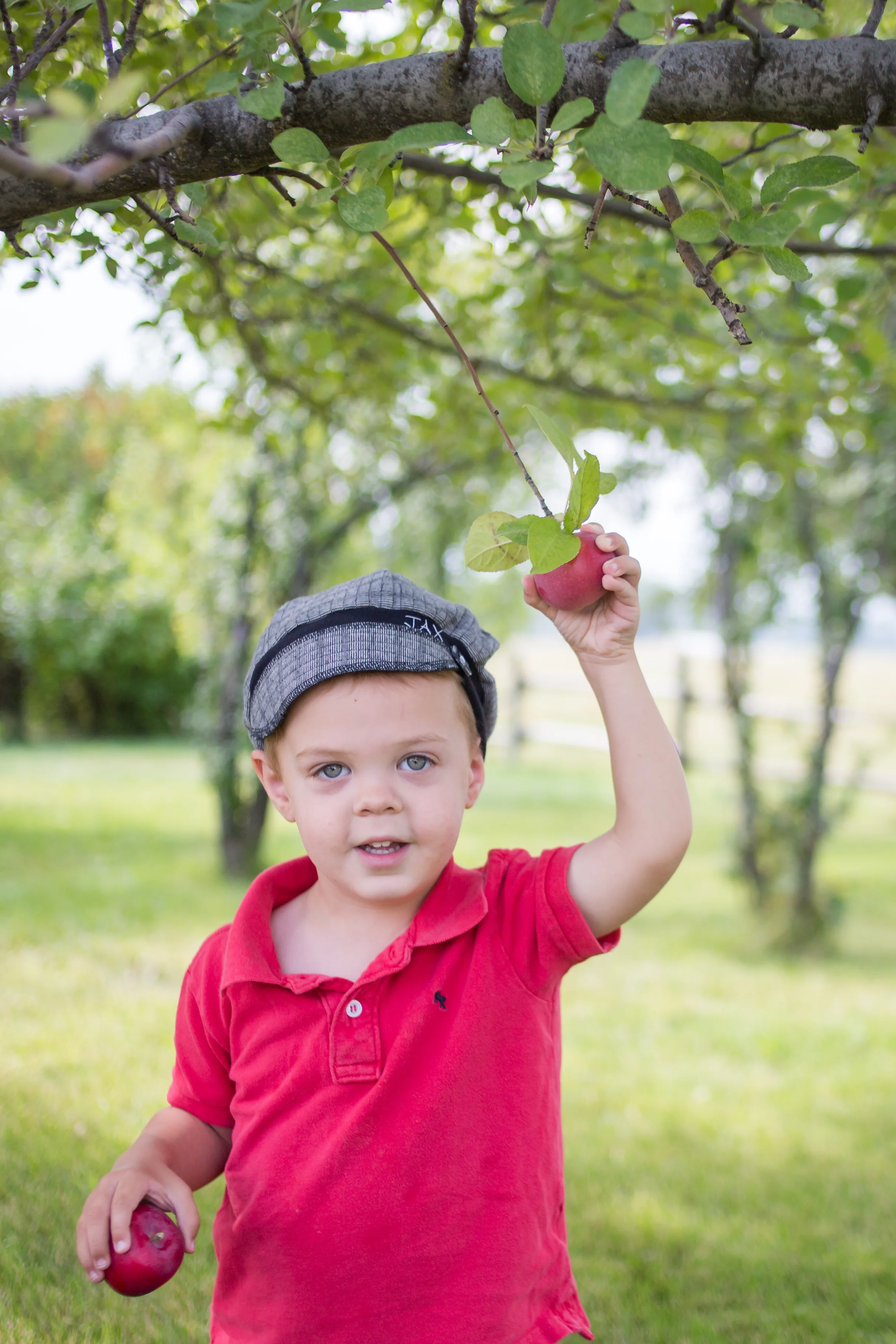 applepicking-5.jpg
