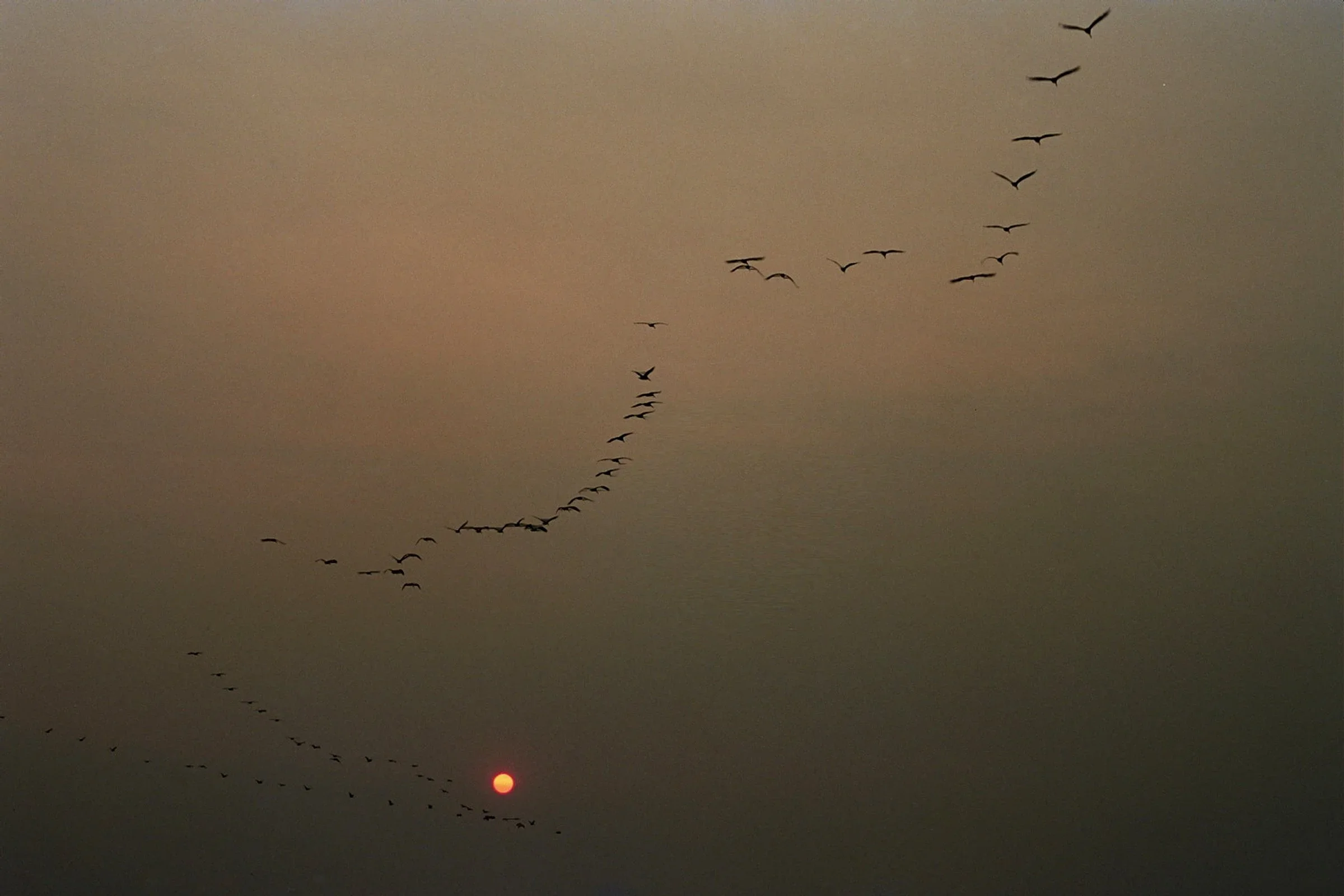 A flock of birds flying in a V formation across a hazy sky with a setting or rising sun travel imagery photographed by Los Angeles based, Maui born photographer and director Bailey Rebecca Roberts.
