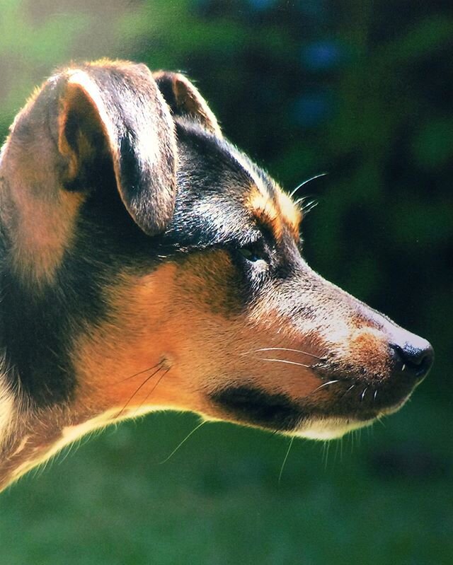 Dear Nougat, i took this picture when i was your age, which means you&rsquo;ve been with us for half my life... yet I still have a long way to go, now without the comfort of knowing you&rsquo;re out there enjoying your life, studying nature, watching