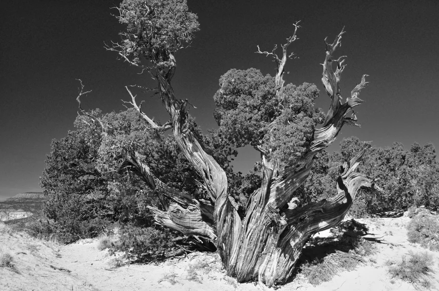 _DSC1400korrklein.jpg