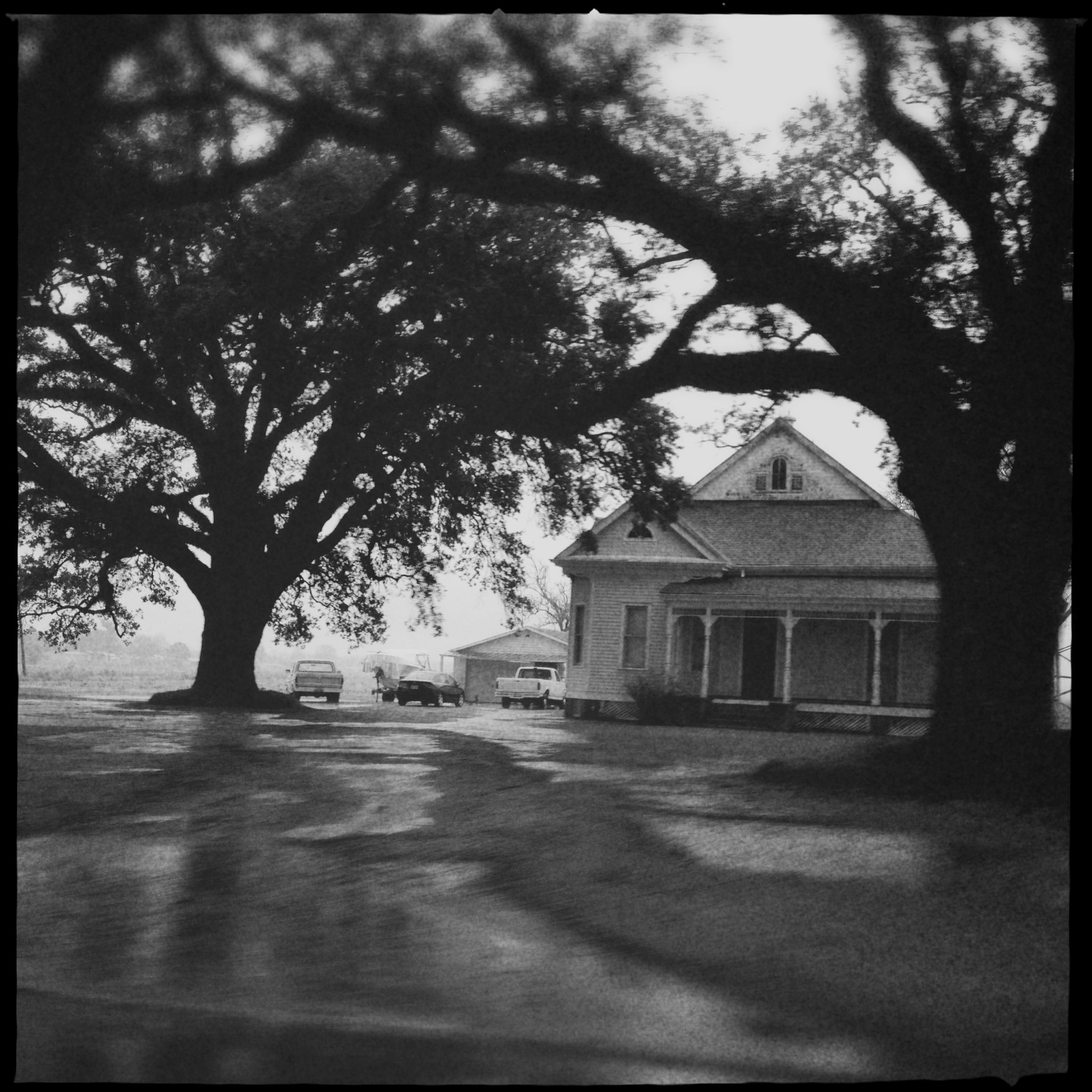 The swamp of Lousiana (Hipstamatic)