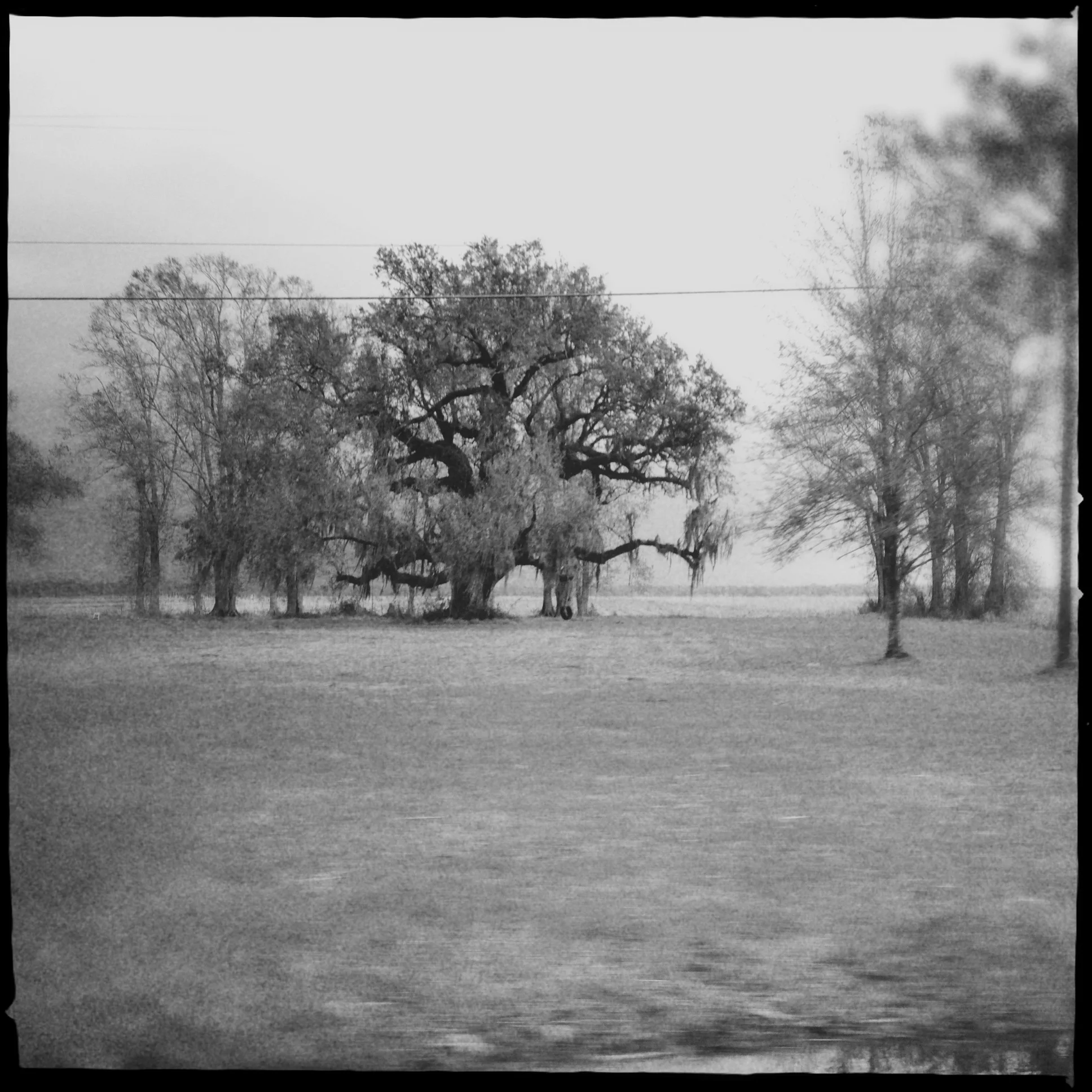 The swamp of Lousiana (Hipstamatic)