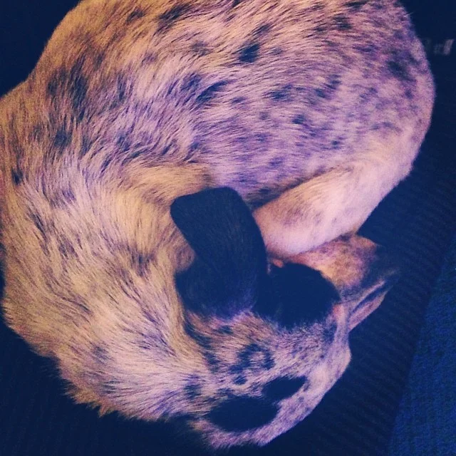2013-11-10_1384127460.jpg
