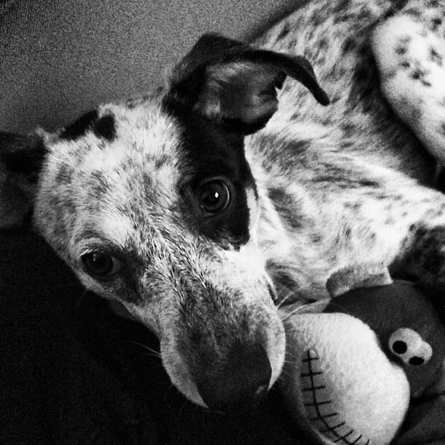 2013-11-13_1384304838.jpg