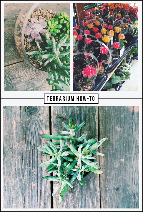 terrariumhowto.jpg