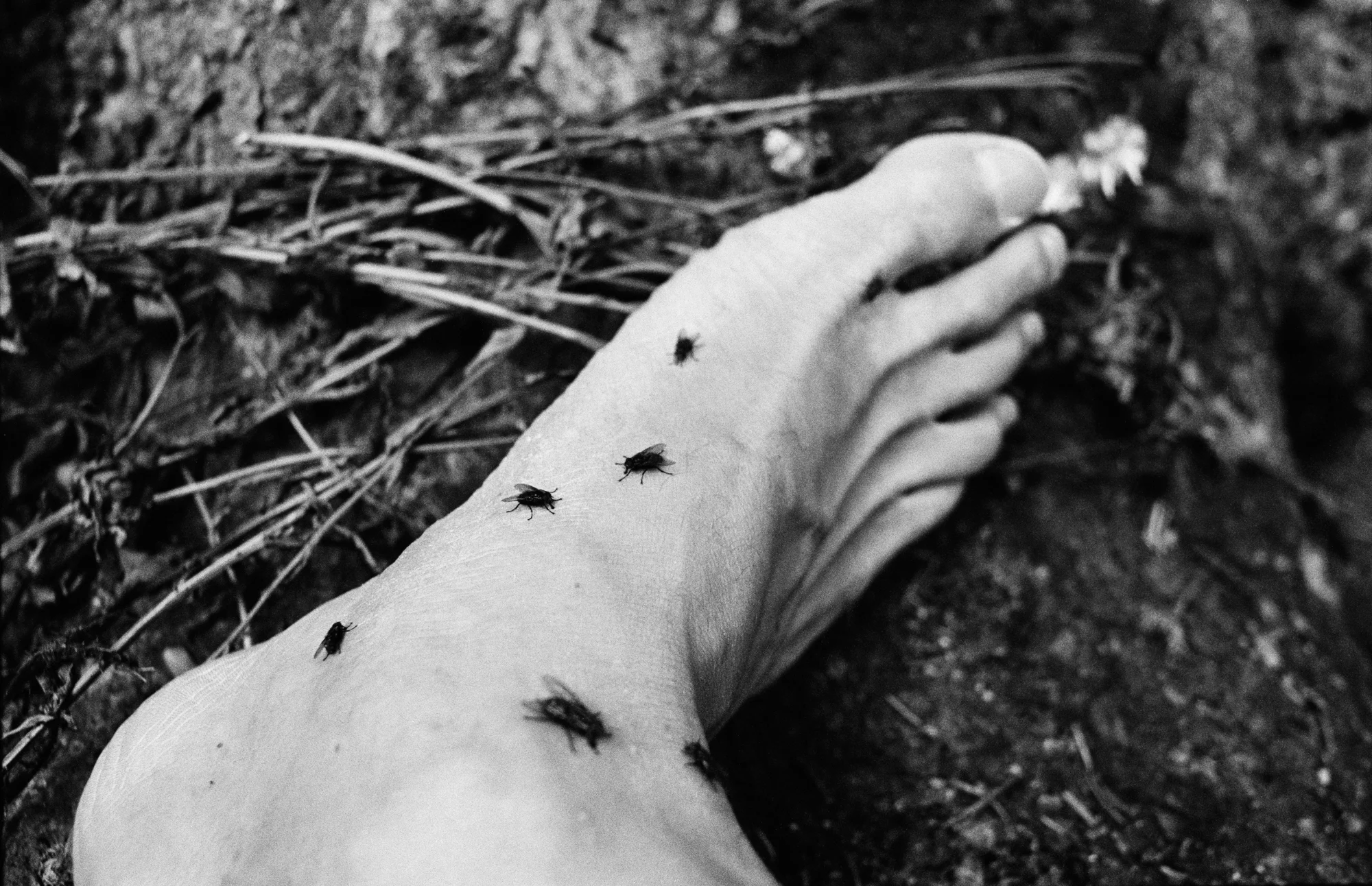   Flies on Foot.  Inkjet Print. 26" x 40". 2015. 