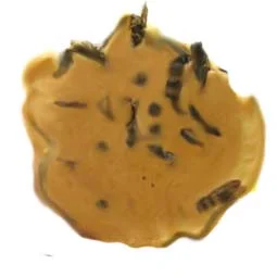 Biscuits-with-bugs-.jpg