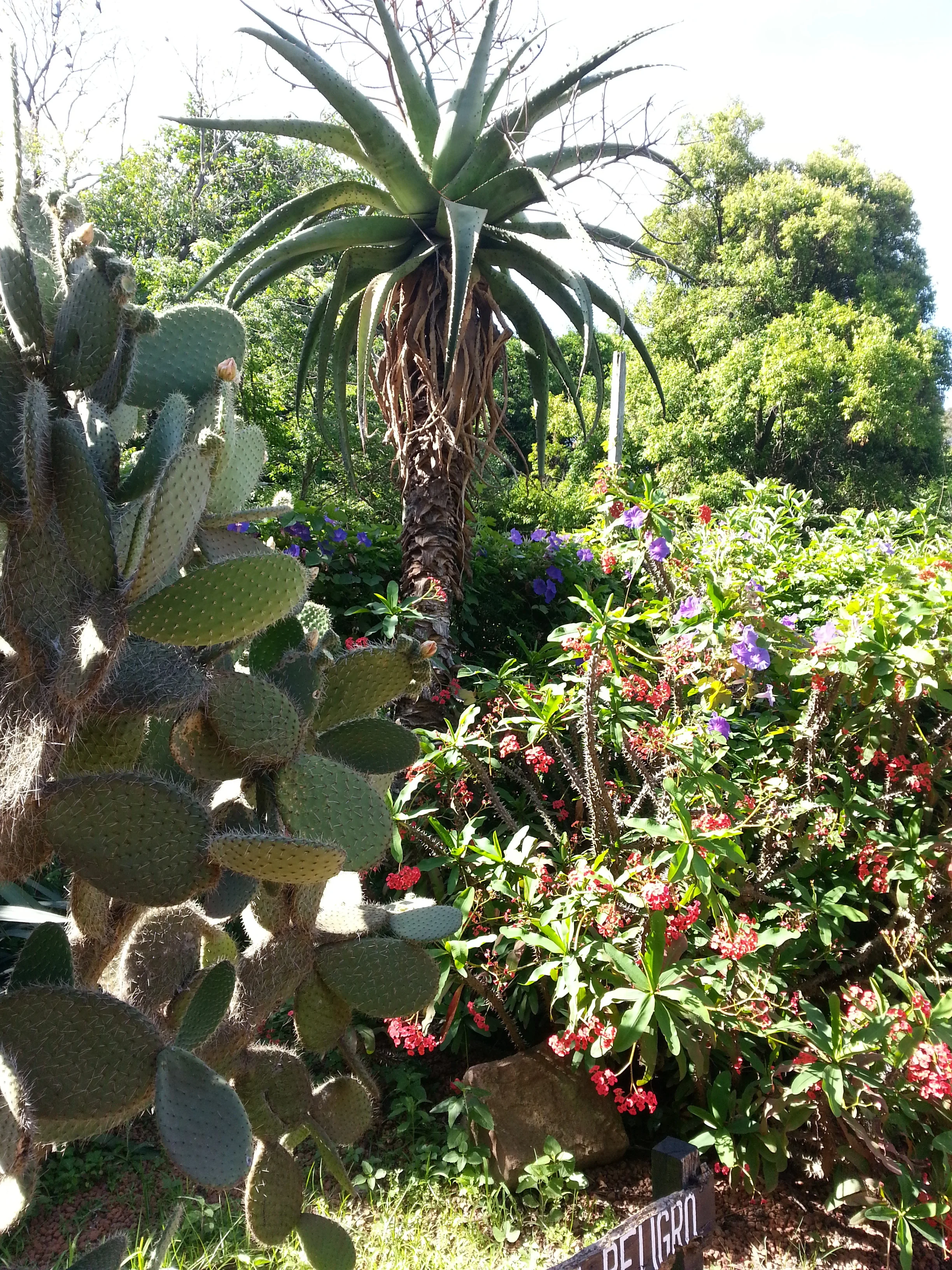 botanical garden 6.jpg
