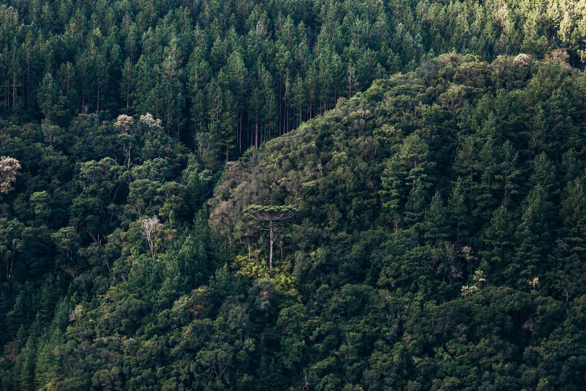 Araucária, árvore típica da região sul do Brasil.