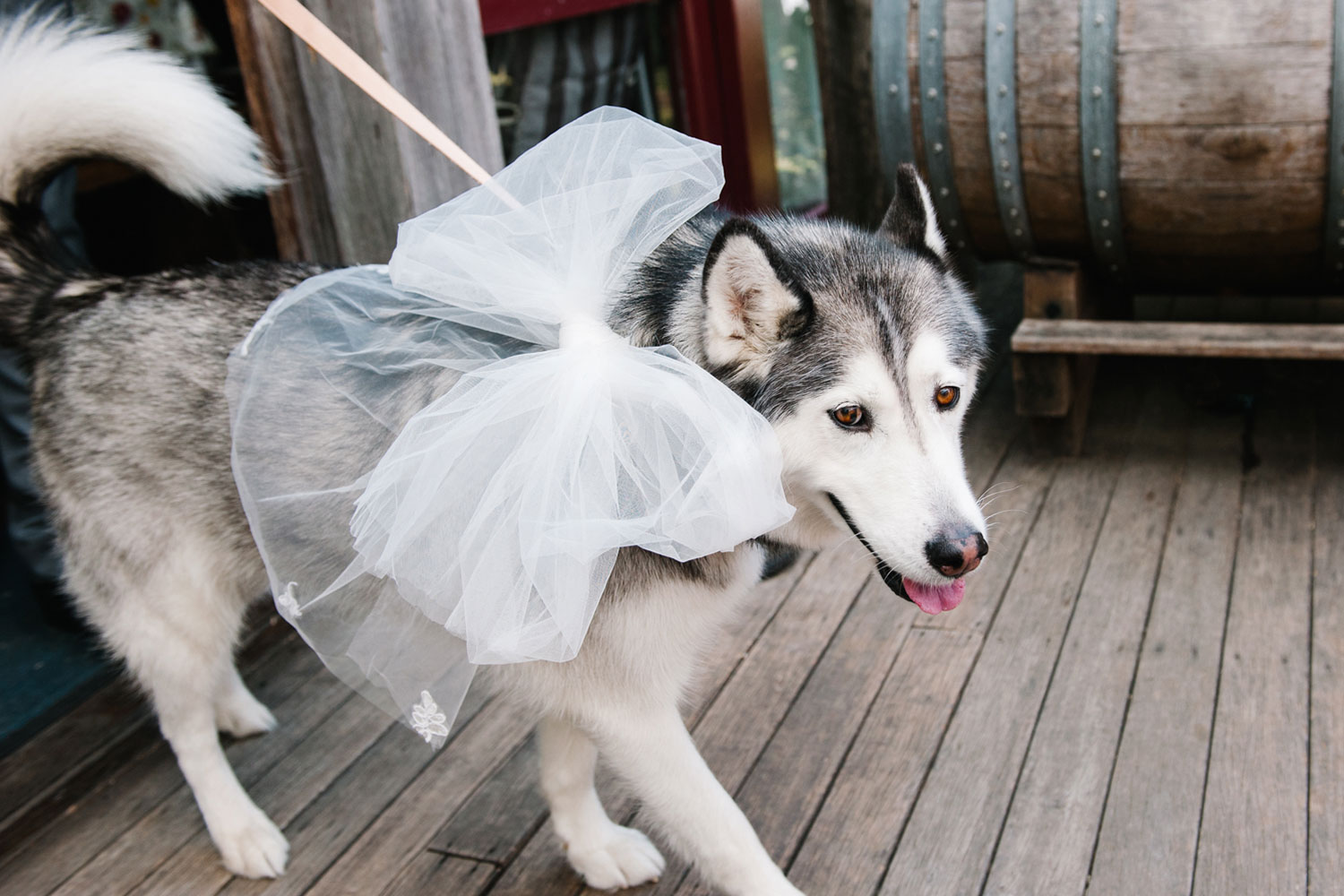 Wedding-Photographer-Hunter-Valley-KM29.jpg