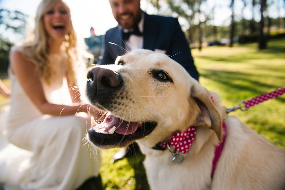 Ring bearer dog and newlyweds