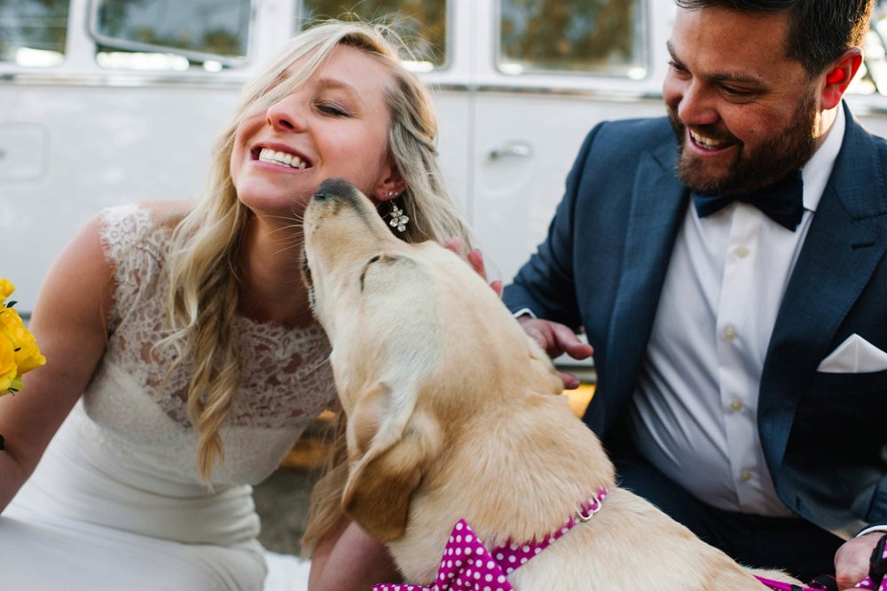 Dog licking bride on cheek