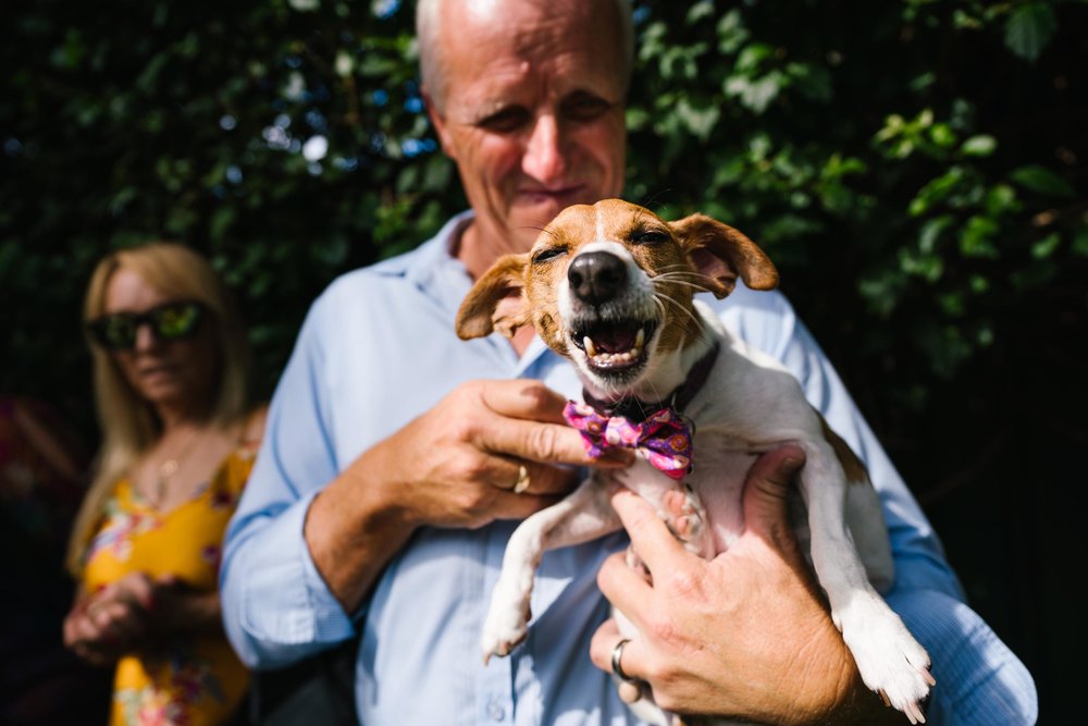 Dog at vintage wedding ceremony