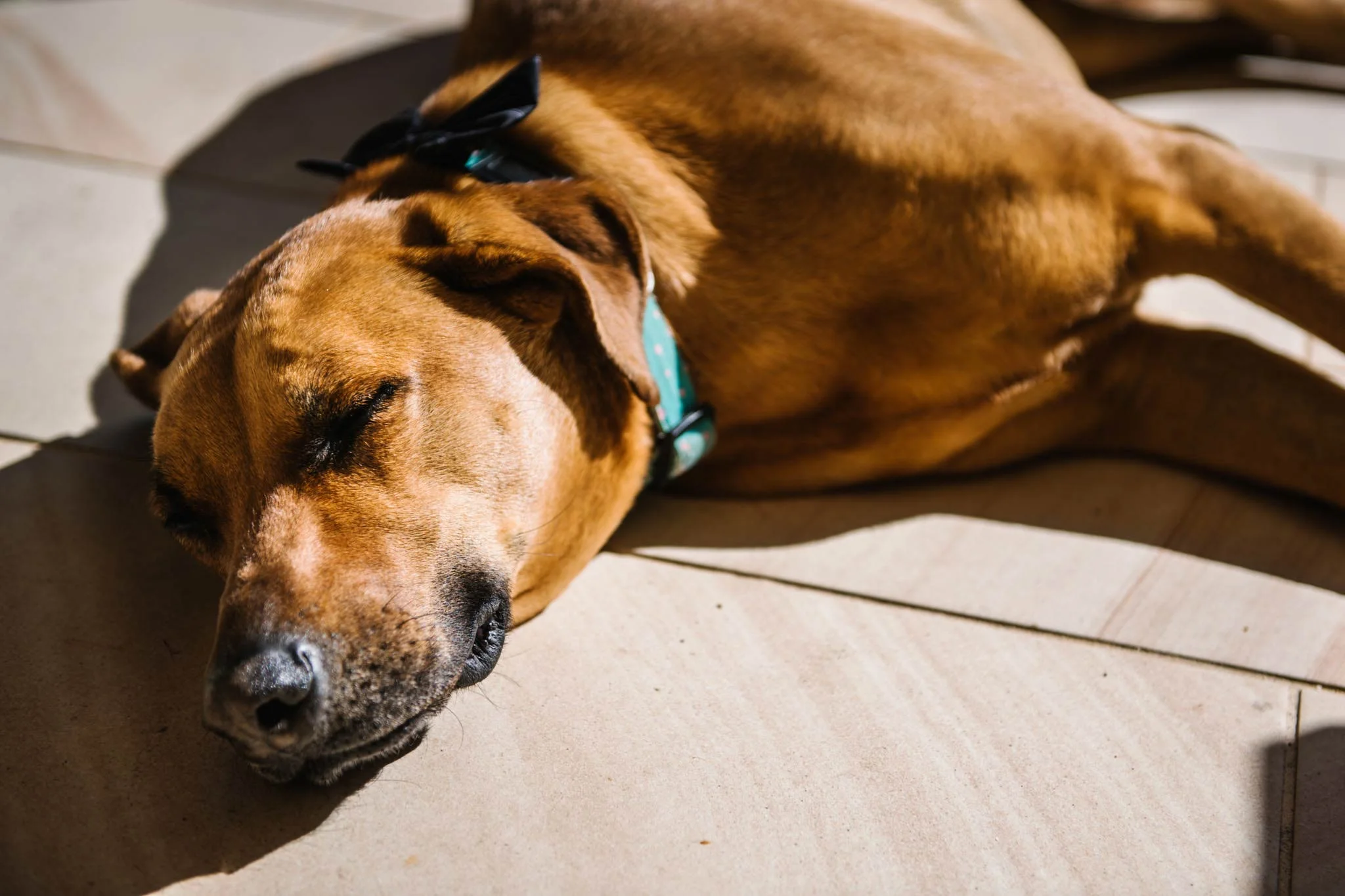 Dog in bowtie sleeping before wedding ceremony