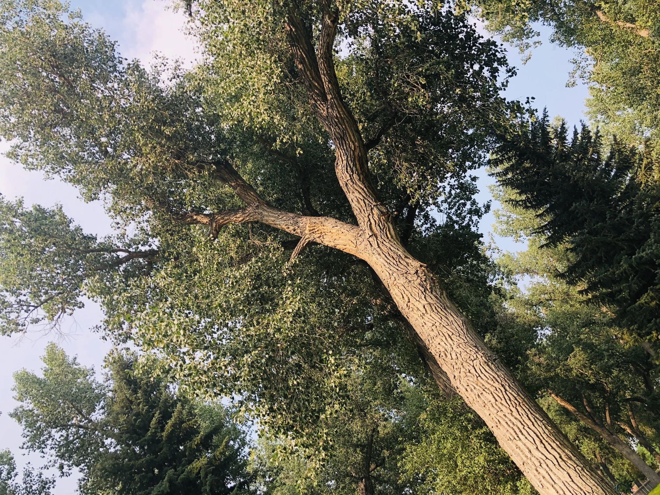 Jill Joy - Epic  Tree - Photography - Wyoming